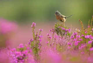 A Dartford warbler perching on a pink-flowered spiky-leafed plant