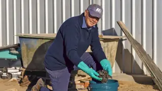 Australian Broadcasting Corporation/Chris Lewis A man wearing gloves, holding a large bunch of dead mice above a bucket