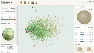 Impossible shell projections