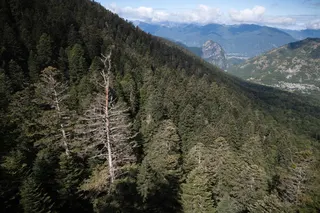A dead white pine in a pine forest in the Pyrenees mountains in Boutx, southwestern France on July 30, 2025. As French forests face increasingly severe heatwaves and droughts, trees are dying at twice the rate of a decade ago, with 30 per cent of species at risk of decline by 2050. — AFP pic