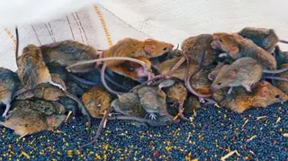 Australian Broadcasting Corporation/Chris Lewis A pile of mice with many rodents running on top of each other
