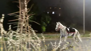 A horse on the loose gallops during the nighttime rehearsals for a parade to mark the 80th anniversary of the Italian Republic, in Rome, Italy, May 29, 2026, in this screengrab obtained from a social media video. — Reuters pic/Lucio Virzi Fotografo