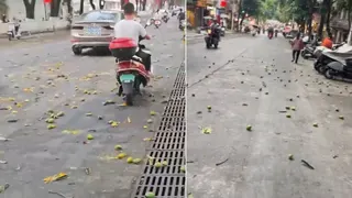 广西街头下起“芒果雨” 满地芒果引民众捡拾