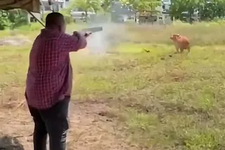 A still from the 38-second clip showing Perlis chief minister Abu Bakar Hamzah shooting at a cow with a shotgun at an Eid ul-Adha event. Photo: X