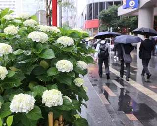 Pedestrians carrying umbrellas walk past hydrangea flowers in Tokyo