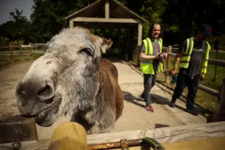 Patients with mental health conditions participate in a therapy session involving donkeys in Neuilly-sur-Marne