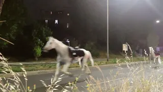 White horse galloping down street