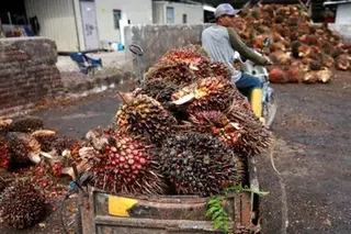 The lack of operational clarity in the shake-up of Indonesia’s commodities exports is showing up in trading activity, with fresh fruit bunch prices declining in Sumatra and Kalimantan.