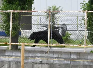 日本近期多地熊害頻傳，福島市的工廠及附近住宅，2日上午有4人遭熊攻擊受傷送醫。圖...