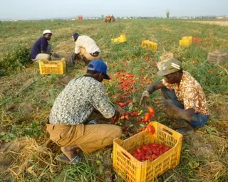 Migrants collect tomatoes