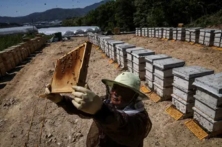 Park Gyeong-je, 65, a migratory beekeeper, checks an empty honeycomb that was supposed to be full of honey during the first honey harvest at the first location for migratory beekeeping in Gimcheon, South Korea, May 9, 2026. While Park used to make four trips across South Korea to harvest black locust honey, as a result of premature blooming he now makes only two and honey production takes place on only one to two months of the year. — Reuters pic
