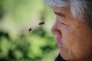 Bees fly around Park Gyeong-je, 65, at the first location for migratory beekeeping in Gimcheon, South Korea, May 5, 2026. Park runs a beekeeping farm in South Korea's southern Sancheong county, but he is a migratory beekeeper, meaning he criss-crosses the country with his hives to chase seasonal flower blooms. However, rising temperatures due to climate change are shortening seasons, causing flowers to bloom earlier and for shorter periods. The weather changes have also brought strong winds, whi