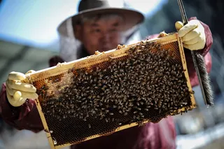 Park Gyeong-je, 65, a migratory beekeeper, checks the growth of the bee colony at his beekeeping farm in Sancheong, South Korea, February 21, 2026. Park runs a beekeeping farm in South Korea's southern Sancheong county, but he is a migratory beekeeper, meaning he criss-crosses the country with his hives to chase seasonal flower blooms. However, rising temperatures due to climate change are shortening seasons, causing flowers to bloom earlier and for shorter periods. The weather changes have also