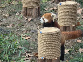 雙城論壇曾簽備忘錄，上海動物園2隻小貓熊，周末將抵台。記者楊正海／攝影