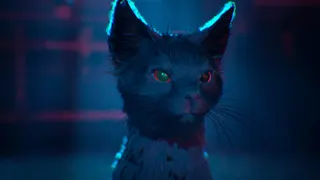 1666 Amsterdam cat
