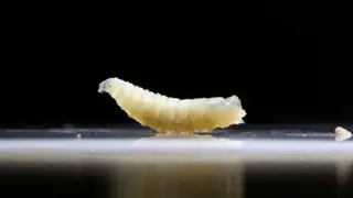 Reuters A larvae with a black background
