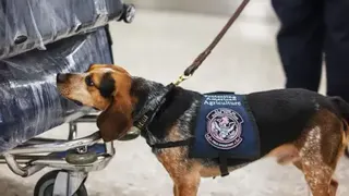 Getty Images A beagle with a vest sniffs luggage