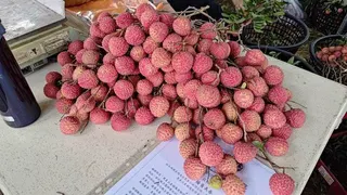 現在是荔枝盛產季節，鮮甜多汁的滋味，總讓人忍不住一顆接一顆。（本報資料照片）