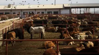 Getty Images Livestock in pens outside