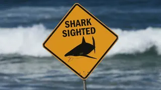 A shark attack warning sign at Dee Why Beach in Sydney