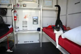 A cat jumps off a bed where they live with their owner inside a tiny home in the Eagle Rock neighbourhood of Los Angeles, California, on June 1.