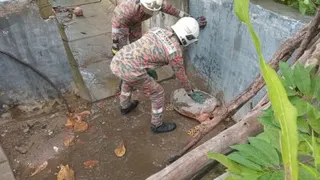 消拯人员小心翼翼地靠近迷路的海龟。