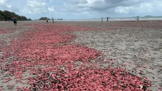 数百万只粉色海参上岸 泰国现罕见自然奇观