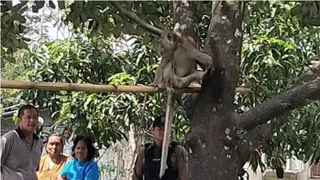 泰国六岁男童 遭祖父宠物猴咬穿肺身亡