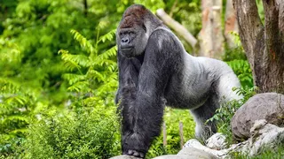 Gorilla