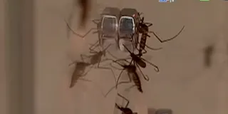 疾管署說明，台灣傳播日本腦炎的病媒蚊以三斑家蚊、環紋家蚊及白頭家蚊為主。（圖／中天新聞）