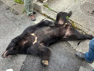 一隻熊9日在日本栃木縣宇都宮市被捕獲。(歐新社)