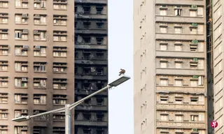 香港大埔屋苑宏福苑于2025年11月26日发生五级火灾，全苑共八座大厦，其中七幢起火。此次火灾事故造成168人死亡（包括一名消防员殉职）、79人受伤，是77年以来香港最多人伤亡的火灾。图为灾后的大埔宏福苑。 （香港中通社）