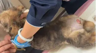 傷勢嚴重的幼犬送醫後被診斷為牙齒遭鋸平、尾巴被剪斷、全身多處骨折，傷情極其嚴重。...
