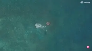 今年5月30日拍摄的卫星图像显示，南中国海斯卡伯勒浅滩（中国称黄岩岛）入口处出现疑似浮筏。 （路透社）