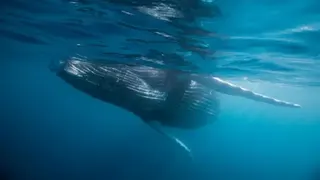 Reinhard Dirscherl/ullstein bild via Getty Images Humpback Whale, Megaptera novaeangliae, Socorro, Revillagigedo Islands, Mexico