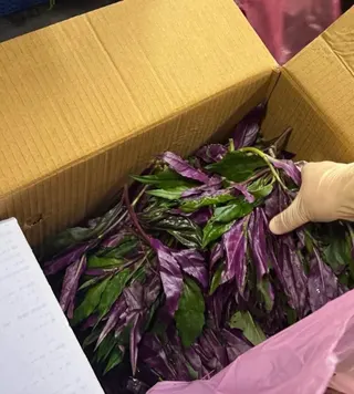 南港區東新街攤販販售的紅鳳菜，則驗出除草劑莫多草（Metolachlor）0.02ppm（標準0.01ppm以下）。（圖／臺北市政府衛生局）