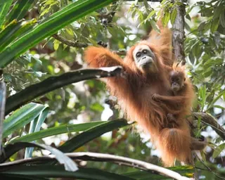 A Tapanuli orangutan mother balances in a tree with her baby clinging to her. They are amid lush greenery and vegetation.