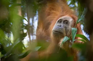 Closeup of the face of a Tapanuli orangutan amid leaves and trees. It appears to have one arm up as if it is swinging from a branch.