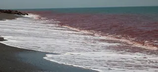 藻类大量繁殖产生的红褐色海水冲刷着深色的沙滩。
