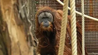 Getty Images  A Tapanuli orangutan