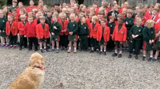 A large group of young schoolchildren wearing uniform sing a song to a golden retriever