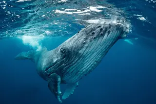 Whale falls create complex localised ecosystems that support a wide range of organisms. Photo: Shutterstock