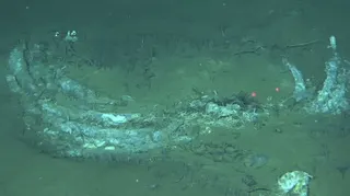 The researchers discovered this whale-fall ecosystem in the Indian Ocean’s Diamantina Fracture Zone. Photo: Handout