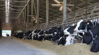 CDC activates emergency response over screwworm outbreak in livestock