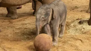 Baby elephant with ball