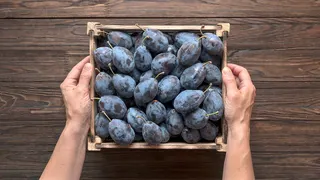 A person holds a wooden crate of plums on a table.