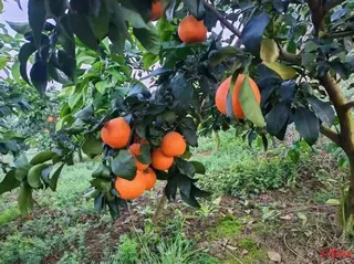 果園裡的愛媛果凍橙。（取材自紅星新聞）