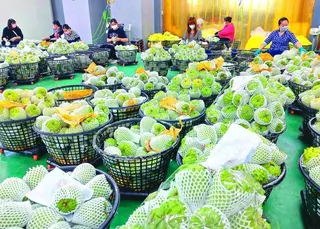 大陸宣布對台「十項措施」取得階段性成果，將採購台東鳳梨釋迦等農漁產品。圖為鳳梨釋...