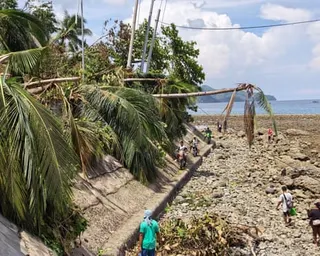 Fallen palm trees hanging over people as they walk along a destroyed road