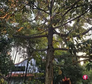 作者无意间看见邻里一户人家后院的榴梿树结果，想起了无邪的童年。 （作者提供）
